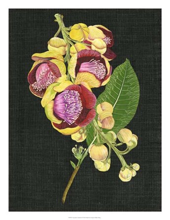 Couroupita Guianensis I by Melissa Wang art print