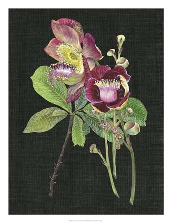 Couroupita Guianensis II by Melissa Wang art print