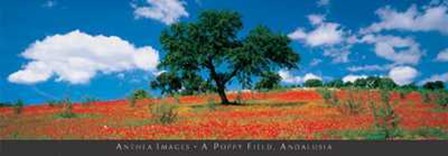 Poppy Field, Andalusia art print