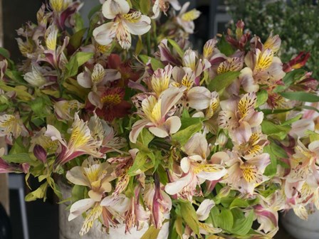 Orchids for Sale in Main Street Market, Galle, Southern Province, Sri Lanka by Panoramic Images art print