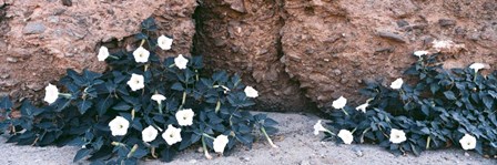 Darura Blooms in Box Canyon, Mecca, California by Panoramic Images art print