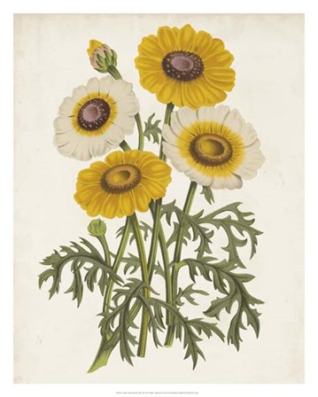 Vintage Garden Beauties III by Horto Van Houtteano art print