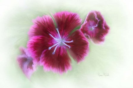 Bachelor Buttons II by Ramona Murdock art print