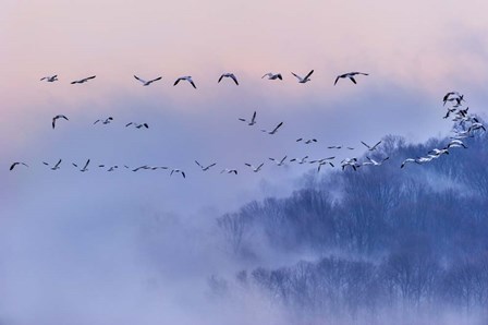 Snow Geese by Austin art print