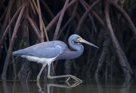 Stalking in The Mangroves by Greg Barsh art print