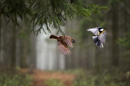 Two by Peter Bognar art print