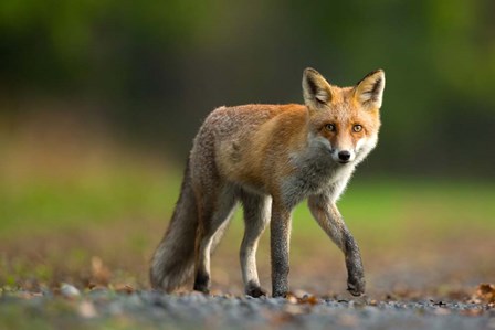 Red Fox by Milan Zygmunt art print