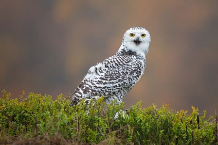 Snowy Owl by Milan Zygmunt art print