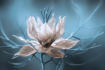 Nigella by Mandy Disher art print