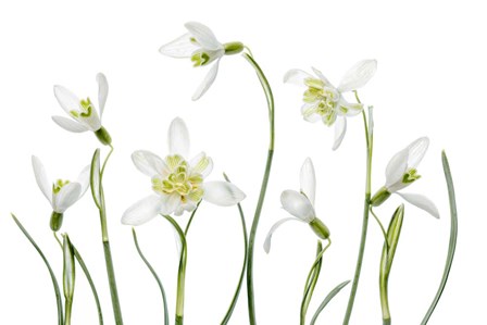 Spring Snowdrops by Mandy Disher art print