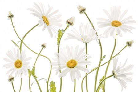 Ox Eye Daisies by Mandy Disher art print