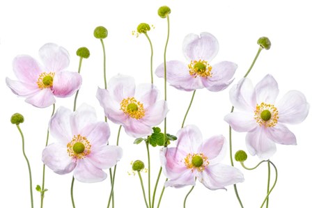 Japanese Anemones by Mandy Disher art print