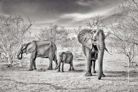 Dry Season (BW) by Piet Flour art print