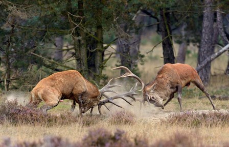 Clash Of The Titans by Roelof Janssens art print