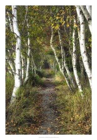 Birch Path II by Danny Head art print