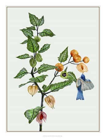 Cape Gooseberry II by Melissa Wang art print