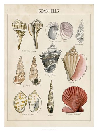 Seashell Sketch II by Naomi McCavitt art print