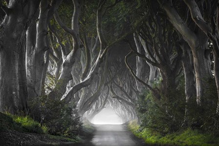 Dark Hedges by Nicola Molteni art print