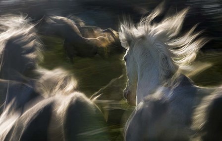 Esata Equina by Milan Malovrh art print