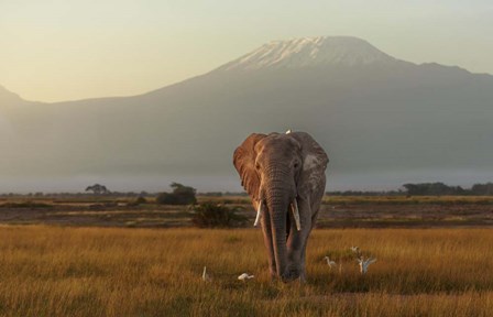 Under The Roof Of Africa by Massimo Mei art print