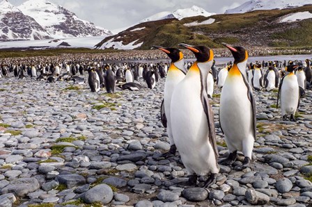 Penguins Of Salisbury Plain by Karen Lunney art print