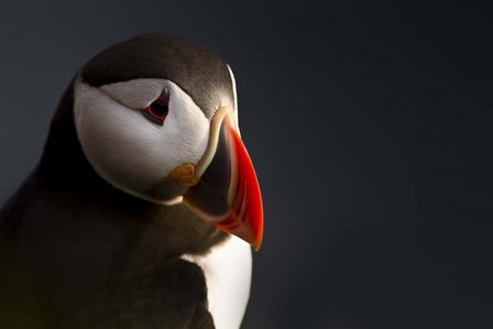 Puffin Portrait by Ennedi art print