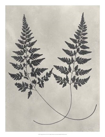 Vintage Fern Study I by Vision Studio art print