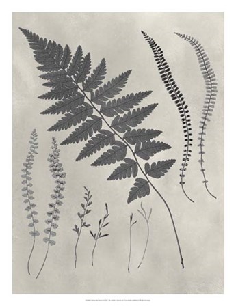 Vintage Fern Study II by Vision Studio art print