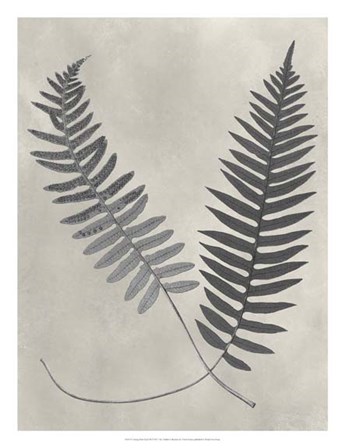 Vintage Fern Study III by Vision Studio art print