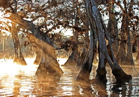 Cypress Creek II by Bruce Nawrocke art print