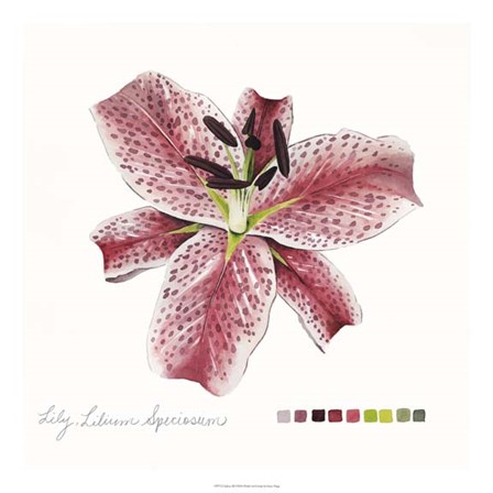 Lilium III by Grace Popp art print