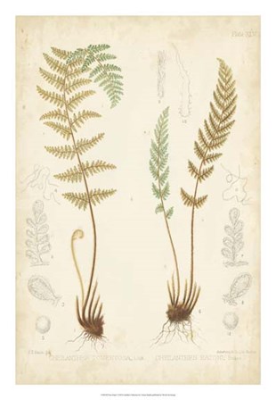 Fern Study I by Vision Studio art print