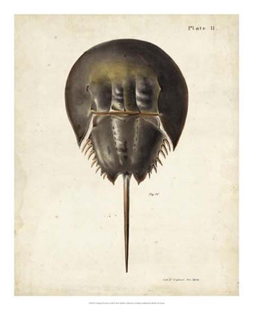 Vintage Horseshoe Crab by DeKay art print