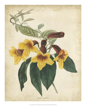 Tropical Floral VI by Edmonston &amp; Douglas art print