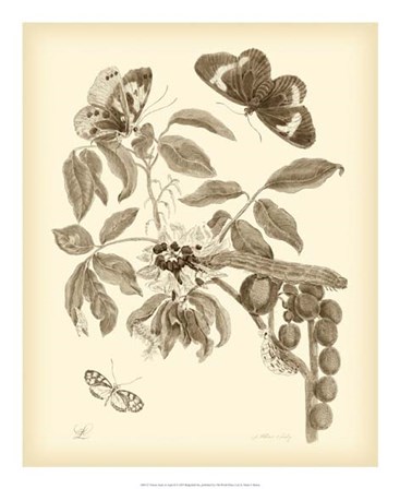 Nature Study in Sepia II by Maria Sibylla Merian art print