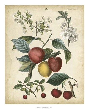 Calwer Cherry by Calwer art print