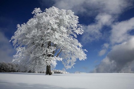 White Windbuche In Black Forest by Franz Schumacher art print