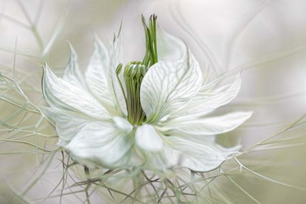 Nigella by Mandy Disher art print