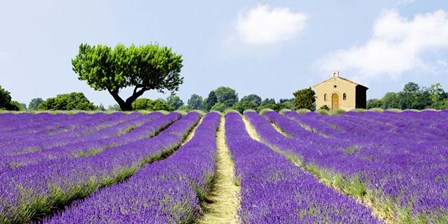 Lavender Fields, France by Pangea Images art print