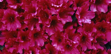 Red Azaleas, Sacramento, California by Panoramic Images art print