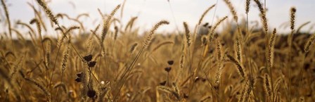 Prairie Grass in a Field by Panoramic Images art print