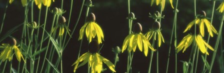 Black-eyed Susan Blooming by Panoramic Images art print