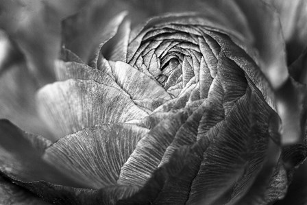 Ranunculus Abstract V BW by Laura Marshall art print