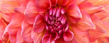 Perfect Dahlia by Susan Michal art print