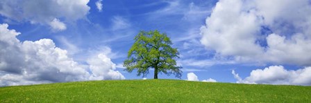 Oak and clouds, Bavaria, Germany by Frank Krahmer art print