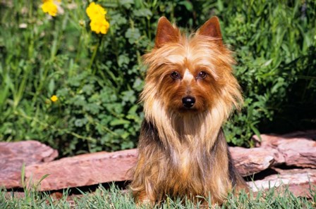 Australian Terrier In Front Of Flowers by Vintage PI art print