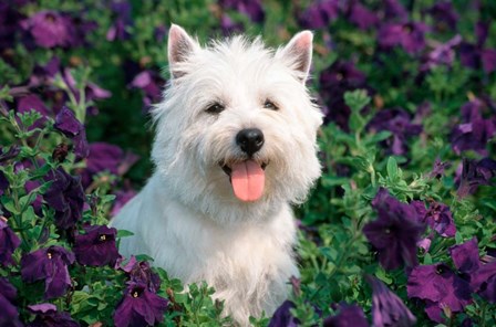 West Highland Terrier Sitting In Petunias by Vintage PI art print