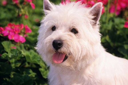 West Highland Terrier Head Shot by Vintage PI art print