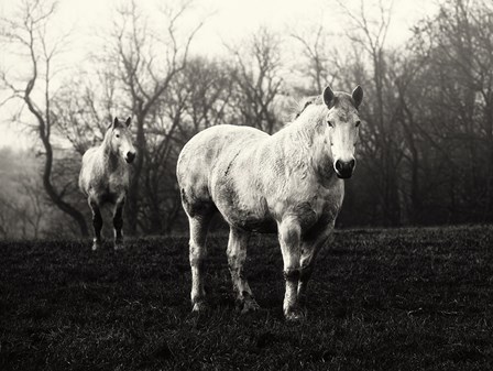 Leading the Way by Aledanda art print