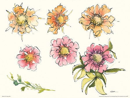 Scabiosa Bits by Shirley Novak art print